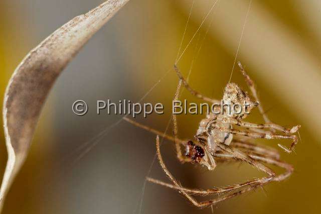 Mimetidae_8701.JPG - France, Indre (36), Araneae, Mimetidae, Araignée pirate (Ero tuberculata) sur sa toile, mâle, 2,5 mm, Pirate Spider